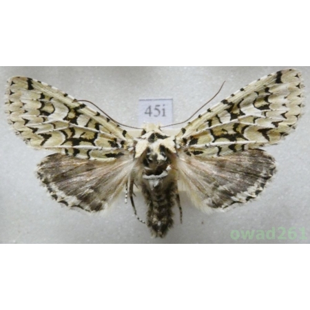 Dichonia aprilina (Linnaeus, 1758) Czech45i